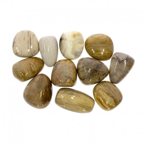 Fossiil-puu Madagaskar 1tk, 1022