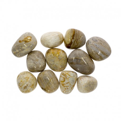 Fossiilkorall lihvitud 1tk, 1021