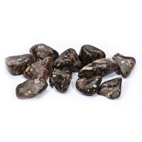 Turritella ahhaat lihvitud 1tk,1060